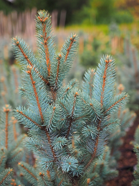 Picea pungens 'Isseli Fastigiata'